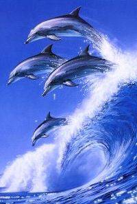 dauphin