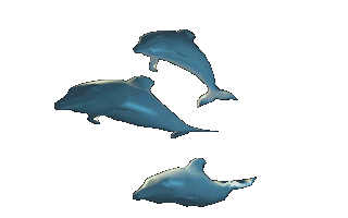 dauphin